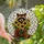 Wildlife Art Enthusiasts' Tiffany Style Raccoon Sunflower Jewel Tone Mosaic Stained Glass Suncatcher - 1