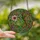 Hummingbird Lovers' Vibrant Emerald Green Hummingbird Rosy Pink Floral Tiffany Style Stained Glass Jewel Tone Mosaic Stained Glass Suncatcher - 2