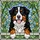 Bernese Mountain Dog Lovers' Cheerful Bernese Dog Stained Glass Mosaic Green Blue Foliage Stained Glass Suncatcher - 6