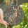 Sphynx Cat Lovers' Stained Glass Tiffany Style Mosaic Jewel Tone Peach Teal Blue Lavender Stained Glass Suncatcher - eY6j3wzvTZ