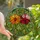 Art Lovers' High Contrast Stained Glass Floral Mosaic Glowing Orange, Red Blooms & Intricate Greenery Stained Glass Suncatcher - 1