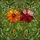 Art Lovers' High Contrast Stained Glass Floral Mosaic Glowing Orange, Red Blooms & Intricate Greenery Stained Glass Suncatcher - 6