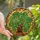 Botanical Art Lovers' Vibrant Emerald Golden Amber Stained Glass Monstera Mosaic Stained Glass Suncatcher - 1