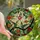 Nature Lovers' Vibrant Tiffany Stained Glass Hummingbird Fuchsia Bloom Mosaic Stained Glass Suncatcher - 1