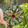Stained Glass Art Lovers' Glowing Tiffany Holly Berry Mosaic Winter Sky Design with Emerald Red Amber Jewel Tones Stained Glass Suncatcher - 1