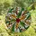 Stained Glass Art Lovers' Glowing Tiffany Holly Berry Mosaic Winter Sky Design with Emerald Red Amber Jewel Tones Stained Glass Suncatcher - 4