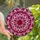 Art Lovers' Intricate Stained Glass Floral Mandala Ruby Pink Starburst Stained Glass Suncatcher - 1