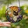 Cat & Art Lovers' Jewel Tone Stained Glass Calico Feline Amber Purple Iris Mosaic Stained Glass Suncatcher - qx3QkyFxsM