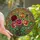 Floral Art Lovers' Intricate Red Pink Rose Tiffany Stained Glass Mosaic Design Stained Glass Suncatcher - 1