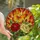 Nature Lovers' Glowing Stained Glass Butterfly Floral Mosaic Tiffany Style Orange Red Yellow Green Art Stained Glass Suncatcher - 1