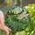 Nature Lovers' Stained Glass Grasshopper Tiffany Style Jewel Tone Mosaic Design Stained Glass Suncatcher - 1
