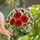Nature Enthusiasts' Fiery Red Poppy Deep Green Leaves Stained Glass Tiffany Art Mosaic Pattern Stained Glass Suncatcher - 1