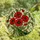 Nature Enthusiasts' Fiery Red Poppy Deep Green Leaves Stained Glass Tiffany Art Mosaic Pattern Stained Glass Suncatcher - 4