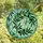 Artful Individuals' Stained Glass Olive Branch Emerald Aqua Jewel Tone Pattern Stained Glass Suncatcher - 4