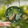 Ferret Lovers' Ornate Sable Ferret Stained Glass Art with Emerald Leaves, Ruby Berries & Blue Sky Mosaic Stained Glass Suncatcher - 2
