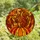 Autumn Art Lovers' Glowing Tiffany Stained Glass Squirrel Pumpkin Fiery Orange Mosaic Stained Glass Suncatcher - 4