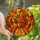 Autumn Art Lovers' Glowing Tiffany Stained Glass Squirrel Pumpkin Fiery Orange Mosaic Stained Glass Suncatcher - 1