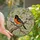 Bird Lovers' Edge-to-Edge Stained Glass Baltimore Oriole, Bright Orange & Pink Cherry Blossom Mosaic Stained Glass Suncatcher - 1