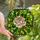 Floral Art Lovers' Tiffany Style Stained Glass Peony Rose Vibrant Jewel Tones Intricate Mosaic Stained Glass Suncatcher - KXSo7Ra4cs
