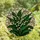 Nature Lovers' Luminous Tiffany Style Lily of the Valley Emerald Green Frosted Glass Mosaic Stained Glass Suncatcher - TJVAsJwJWj
