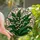 Nature Lovers' Luminous Tiffany Style Lily of the Valley Emerald Green Frosted Glass Mosaic Stained Glass Suncatcher - k0Uef2xvV_
