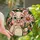 Whimsical Pig Lovers Tiffany Style Stained Glass Pig & Daisy Flower Jewel Tone Mosaic Stained Glass Suncatcher - 1