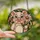 Whimsical Pig Lovers Tiffany Style Stained Glass Pig & Daisy Flower Jewel Tone Mosaic Stained Glass Suncatcher - 2