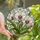 Floral Art Lovers' Glowing Tiffany Style Orchid Bloom Jewel Tone Mosaic Pattern Stained Glass Suncatcher - 1