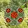 Floral Art Enthusiasts' Tiffany Style Stained Glass Marigold Jewel Tone Design Stained Glass Suncatcher - 4