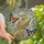 Bearded Dragon Lovers' Tiffany Stained Glass Eddie Floral Wreath Butterfly Mosaic Art Beige Green Blue Orange Pink Stained Glass Suncatcher - 1