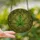 Botanical Art Lovers' Stained Glass Emerald Forest Golden Seven-Pointed Leaf Intricate Swirls Mosaic Stained Glass Suncatcher - 2
