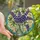 Nature Lovers' Intricate Tiffany Style Stained Glass Lupine Blooms Mason Jar Mosaic Jewel Tone Art Stained Glass Suncatcher - 1