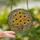 Art Lovers' Vibrant Tiffany Stained Glass Floral Mosaic Golden Amber Teal Bloom Stained Glass Suncatcher - 2