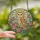 Art Enthusiasts' Tiffany Style Stained Glass Barn Owl Pink Peony Geometric Sunburst Design Stained Glass Suncatcher - 2