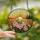 Art Lovers' Tiffany Style Jewel Tone Pink Peony Wildflower Sunset Mosaic Art Stained Glass Suncatcher - 2