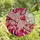 Art Lovers' Tiffany Stained Glass Pink Magenta Sakura Blossom & Crescent Moon Mosaic Stained Glass Suncatcher - 4