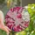 Art Lovers' Tiffany Stained Glass Pink Magenta Sakura Blossom & Crescent Moon Mosaic Stained Glass Suncatcher - 1