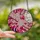 Art Lovers' Tiffany Stained Glass Pink Magenta Sakura Blossom & Crescent Moon Mosaic Stained Glass Suncatcher - 2