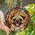 Pug Lovers' Adorable Pug Dog Tiffany Stained Glass Jewel Tone Intricate Mosaic Pattern Stained Glass Suncatcher - 1