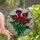 Art Lovers' Vibrant Red Green Yellow Calla Lily Tiffany Stained Glass Floral Mosaic Stained Glass Suncatcher - CjWSpLzBwi