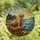 Nature Lovers' Majestic Walrus Tiffany Stained Glass Ocean Mosaic Jewel-Toned Blues Teals Golden Orange Stained Glass Suncatcher - 4