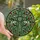 oACAlXalz-
