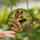 Dog Lovers' Intricate Stained Glass German Shepherd Wildflowers Meadow Mosaic Jewel Tones Stained Glass Suncatcher - 9eYm20Itt4
