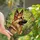 Dog Lovers' Intricate Stained Glass German Shepherd Wildflowers Meadow Mosaic Jewel Tones Stained Glass Suncatcher - BgUsnU1ze_