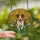 Jack Russell Terrier Owners' Vibrant Tiffany Stained Glass Jack Russell Wildflower Mosaic Art Yellow Orange Green Stained Glass Suncatcher - 2