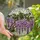 Nature Lovers' Intricate Tiffany Stained Glass Wisteria Bloom Mosaic Lavender Violet Green Jewel Tones Stained Glass Suncatcher - 1