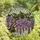 Nature Lovers' Intricate Tiffany Stained Glass Wisteria Bloom Mosaic Lavender Violet Green Jewel Tones Stained Glass Suncatcher - 4