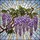 Nature Lovers' Intricate Tiffany Stained Glass Wisteria Bloom Mosaic Lavender Violet Green Jewel Tones Stained Glass Suncatcher - 7