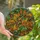 Nature Lovers' Emerald Green Turquoise Golden Yellow Stained Glass Oak Branch Acorn Mosaic Art Stained Glass Suncatcher - YAvUrJoYMn