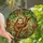 Nature Lovers' Smiling Sloth Stained Glass Amber Green Red Blue Tropical Mosaic Stained Glass Suncatcher - X6BuGAbAaX